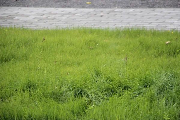 Green Grass Background Texture Element Design — Stock Photo, Image