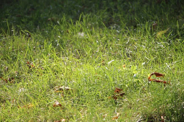 緑の草の背景の質感 意匠の要素 — ストック写真