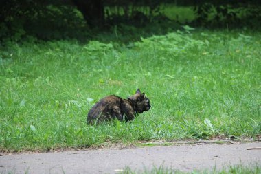 Küçük siyah kırmızı kedi yeşil çimlerde avlanıyor. Hayvanlar.