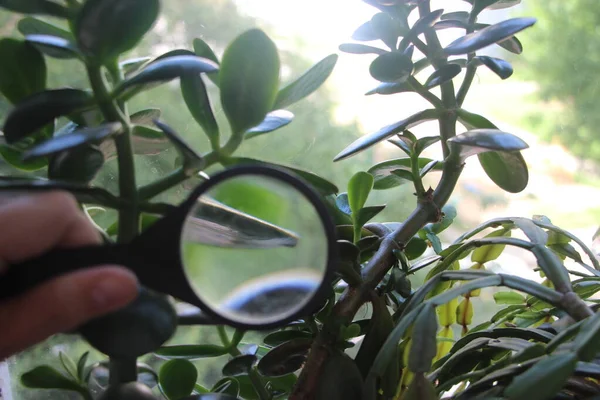 Crassula Bitkisi Büyüteç Altında Bilim Adamının Ellerinde Yapraklar Bırakıyor Soruşturma — Stok fotoğraf