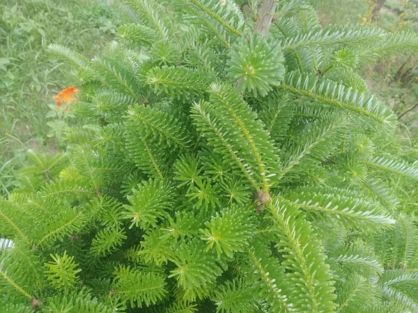 Helecho Bosque Árbol Naturaleza — Foto de Stock