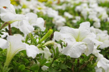 Beyaz çiçeklerden bir çiçek tarlası.