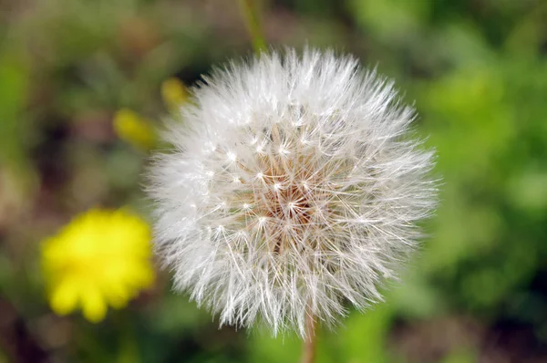 Macro Shot White Dandelion Background Yellow Dandelion Green Grass — Stock Photo, Image