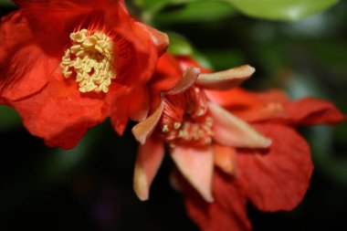 bir gece arka plan üzerinde nar çiçekleri