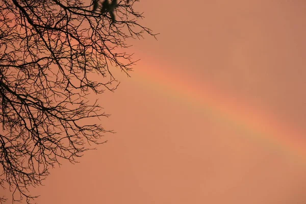 Růžový Soumrak Rainbow Stromu — Stock fotografie