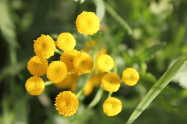 açık bir günde sarı tansy çiçeklenme