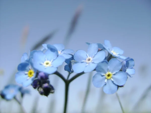 Forget Inte Blommar Och Blå Sommarhimmel — Stockfoto