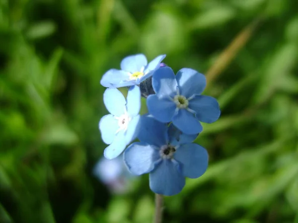 Forget Inte Blommar Och Grönt Gräs — Stockfoto