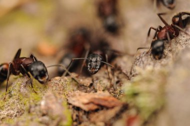 Ormandaki karıncaların detayları. Ahşap üzerinde Karıncalar.
