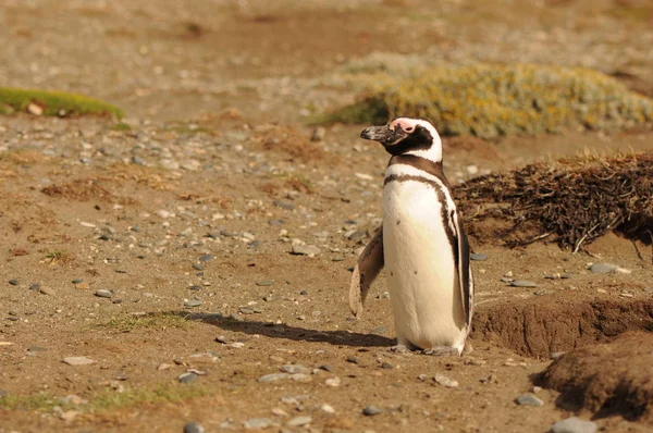 Spfescus Magellanicus Единственный Магеллановый Пингвин Пляже Гнездятся Моря Патагония Аргентина — стоковое фото