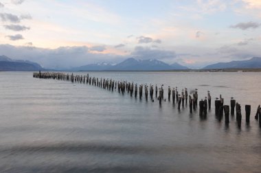 Gün batımında denizde ahşap kütükler üzerinde duran martılar. Puerto Natales, Şili'deki eski güverte.