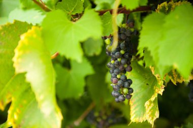 Bir demet üzüm. Üzüm çalısı. Bahçede Vitis vinifera. Üzüm demeti yakın çekim.