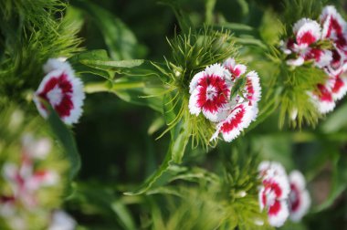 Kırmızı ve beyaz yaz çiçeği. Phlox drummondii bahçede çiçekli.