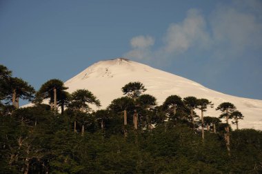 Pucn aktif yanardağ Villarica gün batımı, güney Şili. Önünde Araucaria araucana ağaçları. Karla kaplı volkan, Patagonya, Şili.