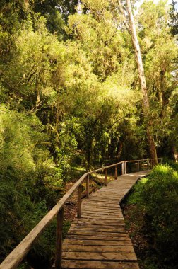 Wooden path in Puyehue National Park, Pucon - Chile. Patagonian hiking with rainforest wild plants. clipart