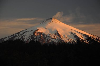 Pucn aktif yanardağ Villarica gün batımı, güney Şili. Önünde Araucaria araucana ağaçları. Karla kaplı volkan, Patagonya, Şili.