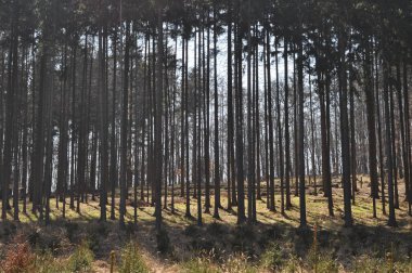 Yaz aylarında gece yağmurundan sonra sabah kozalaklı orman. Güneşli sisli sabah. Ormanda bir sürü ağaç var. Çek kırsalı.