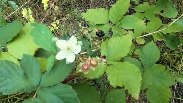 Mora Silvestre Rubus Fruticosus Bosque Las Manos Una Joven Recogiendo — Vídeos de Stock