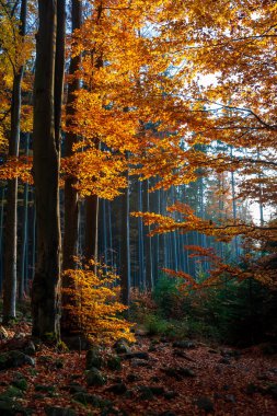 Sonbahar ormanı günbatımında arka planda ve Malinske Skaly yakınlarında Dratenik kayasında. Bohemian Moravian Dağları 'nda kaya tırmanışı, Zdar Hills, Vysocina, Çek Cumhuriyeti.