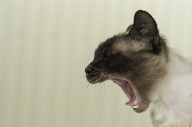 hafif bir arka plan üzerinde Siyam kedisi