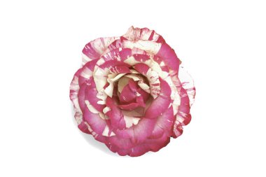 Taze gülü izole et. açık tomurcuk. Güzel çiçek