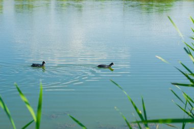 Buğday tarlada. Güneşli bir gün. Bol hasat
