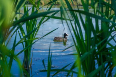 Buğday tarlada. Güneşli bir gün. Bol hasat