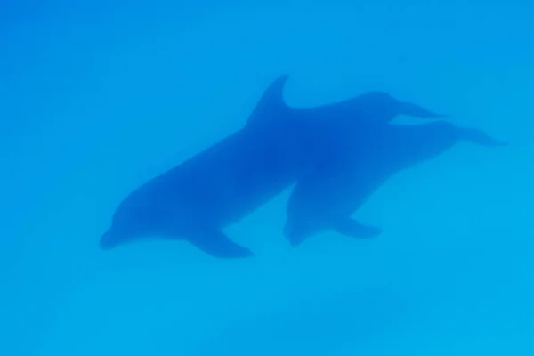 Mondo Subacqueo Sfondo Delfini Nuotano Sott Acqua Balena Bianca — Foto Stock