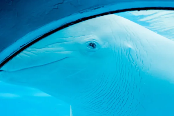 Подводный Мир Дельфины Плавают Водой Белый Кит — стоковое фото