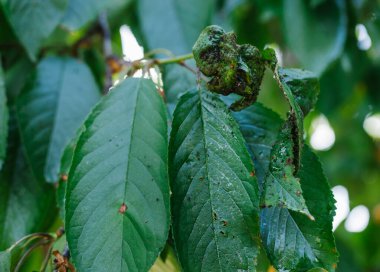 Kiraz ağacının yeşil yaprakları yaprak bitlerinden etkilenir. Parazit yaprakları yiyor. Yeşil yaprak hastalığı.
