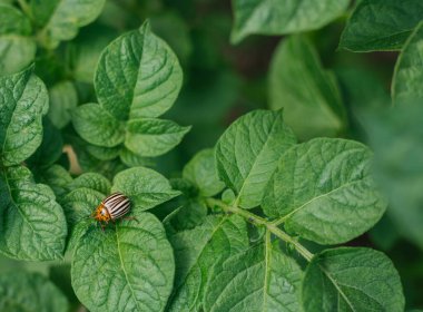 Colorado patates böceği patates yapraklarının üzerinde oturur. Böcek yaprakları yiyor, tarıma zararlı..