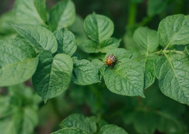 Colorado patates böceği patates yapraklarının üzerinde oturur. Böcek yaprakları yiyor, tarıma zararlı..