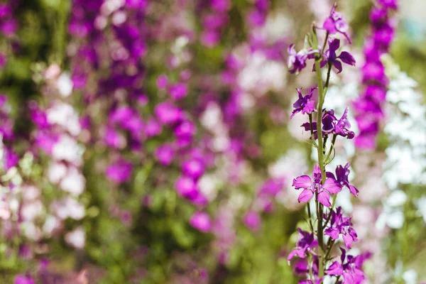 Полевые Цветы Красивое Пятно Заднем Плане Разноцветные Цветы — стоковое фото