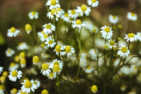 Blühende Wilde Kamilie Kamillenbusch Auf Der Wiese Weiße Blüten Der — Stockfoto