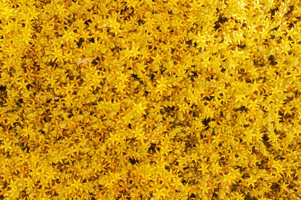 Квітковий Фон Дрібних Жовтих Квітів Килим Квітів Садівництво — стокове фото