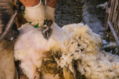 Erkeklerin elleri bir koyunun yününü kesti. Mevsimlik koyun kırpma makinesi..