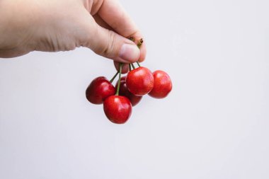 Beyaz arka planda birkaç kiraz tutan bir el. Kırmızı kirazlar. Yazı için yer var..