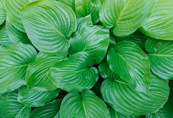 Achtergrond Van Groene Bladeren Bladeren Van Een Lily Bloem Textuur — Stockfoto