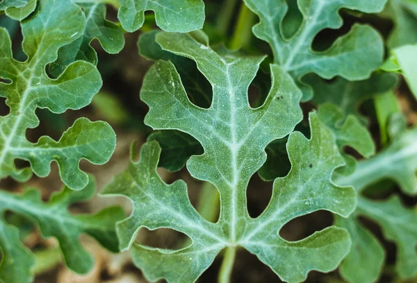 La pastèque verte laisse un gros plan. Contexte des feuilles. — Photo