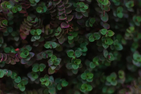 Hintergrund Der Kleinen Grünen Blätter Dichte Laubschicht Textur Der Runden — Stockfoto