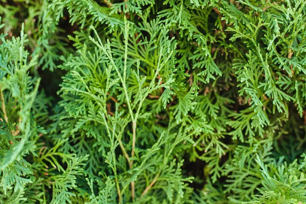 Όμορφο Πράσινο Κλαδί Της Thuja Lush Πράσινο Φόντο Υφή Των — Φωτογραφία Αρχείου