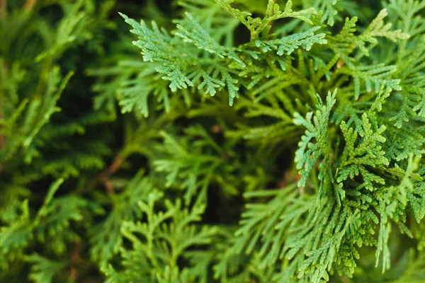 Прекрасна Зелена Гілка Туї Текстура Листя — стокове фото