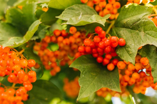 Green Viburnum Bush Red Berries Unripe Berries Hang Clusters Sun — Stock Photo, Image