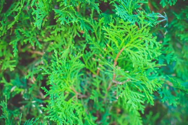 Güzel yeşil bir thuja dalı. Yeşillik arka planda. Yaprakların dokusu.