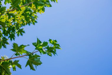 Mavi gökyüzüne karşı yeşil sulu yapraklar. Açık ve parlak gökyüzü. Yaz zamanı..
