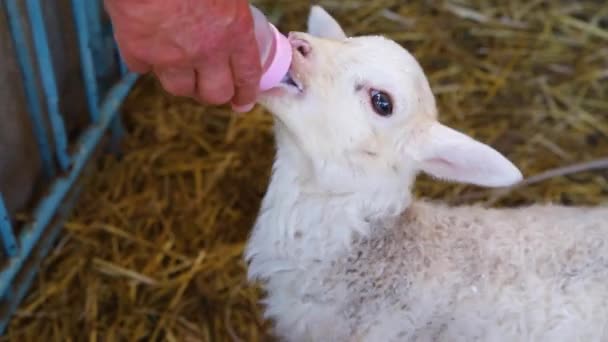 Alimentar al cordero.Una mano sostiene un biberón de leche y alimenta a un cordero. — Vídeo de stock