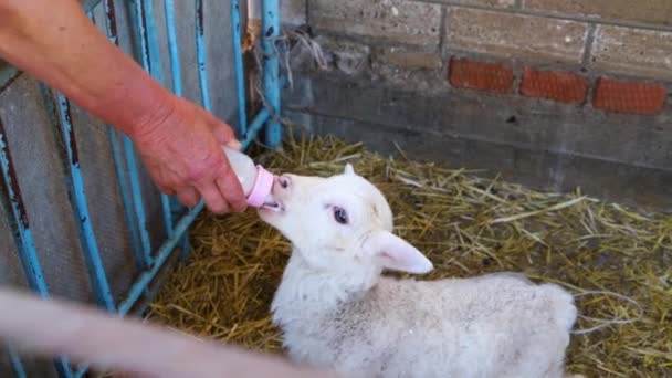Karmienie owieczki.Ręka trzyma butelkę mleka i karmi owieczkę. — Wideo stockowe