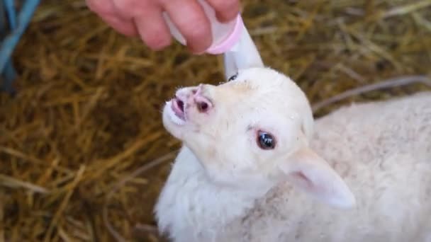 Alimentar al cordero.Una mano sostiene un biberón de leche y alimenta a un cordero. — Vídeos de Stock