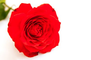 Beyaz arka planda kırmızı bir gül. Bayram hediyesi. Güzel çiçek..