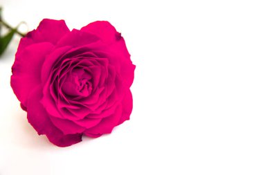 Beyaz arka planda mor bir gül. Bayram hediyesi. Güzel çiçek..